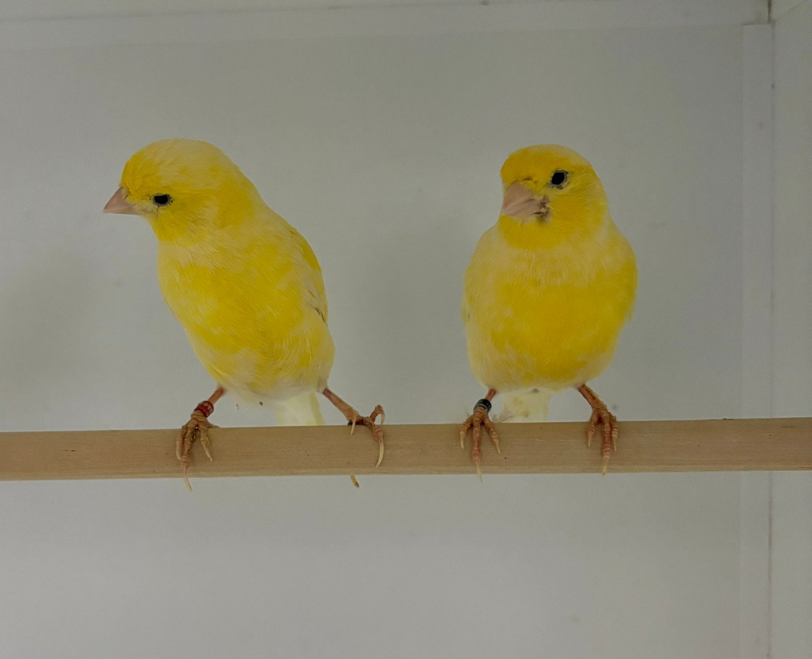 Te koop koppels kanaries, Meerdere dieren, Kleurkanarie