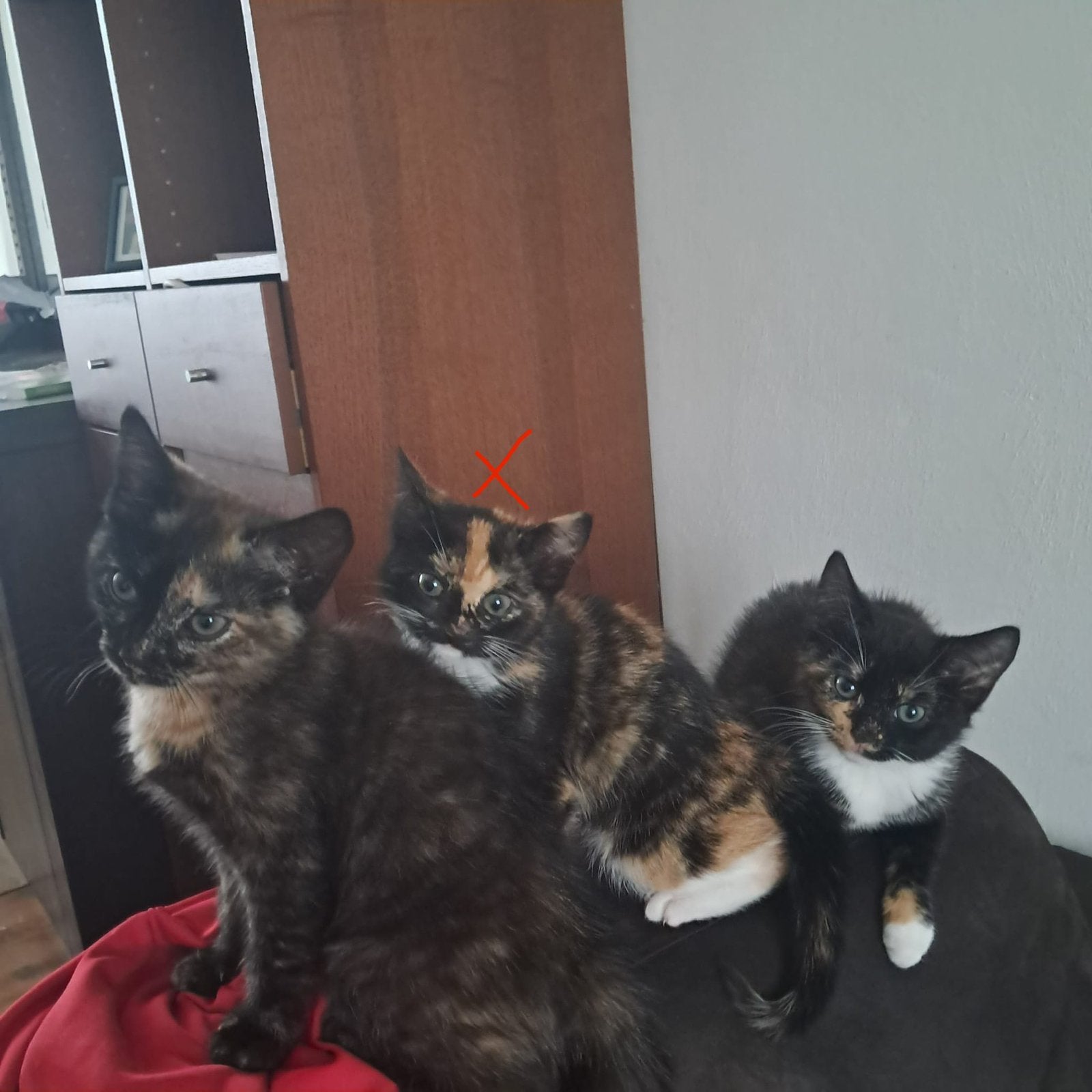 25€ Twee kittens voor adoptie, Dieren en Toebehoren