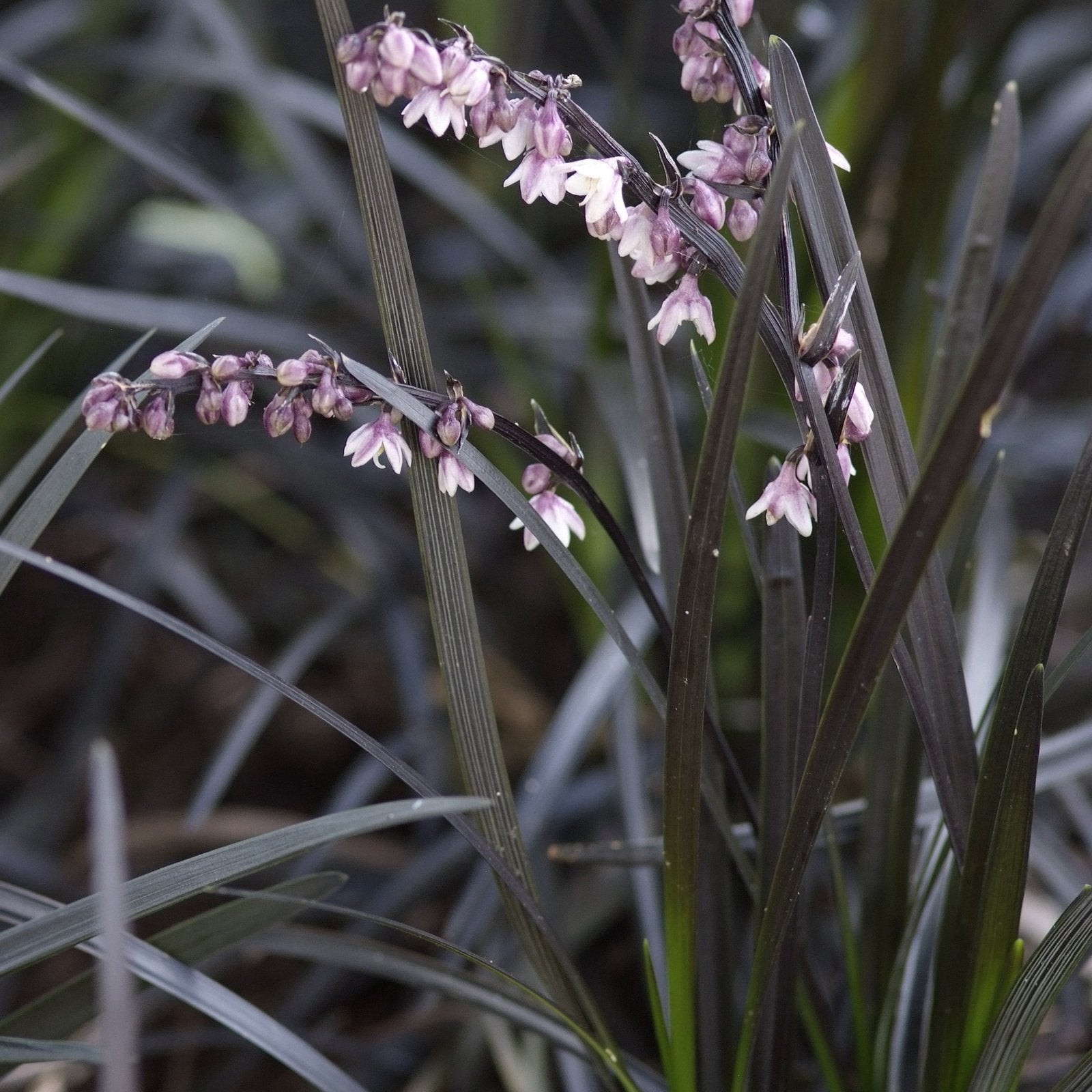 Vaste planten: niger gras, zwart gras, slangenbaard, p9, Vaste plant, Siergrassen, Ophalen of Verzenden, Halfschaduw