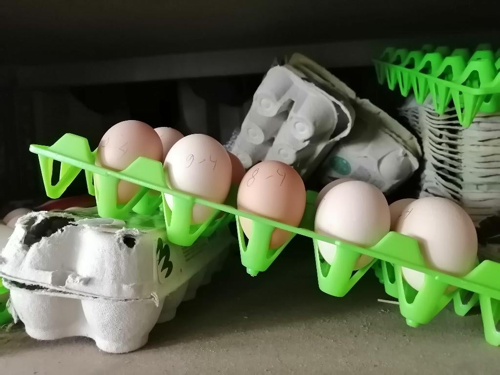 broedeieren poule de bresse, Dieren en Toebehoren, Geslacht onbekend, Kip