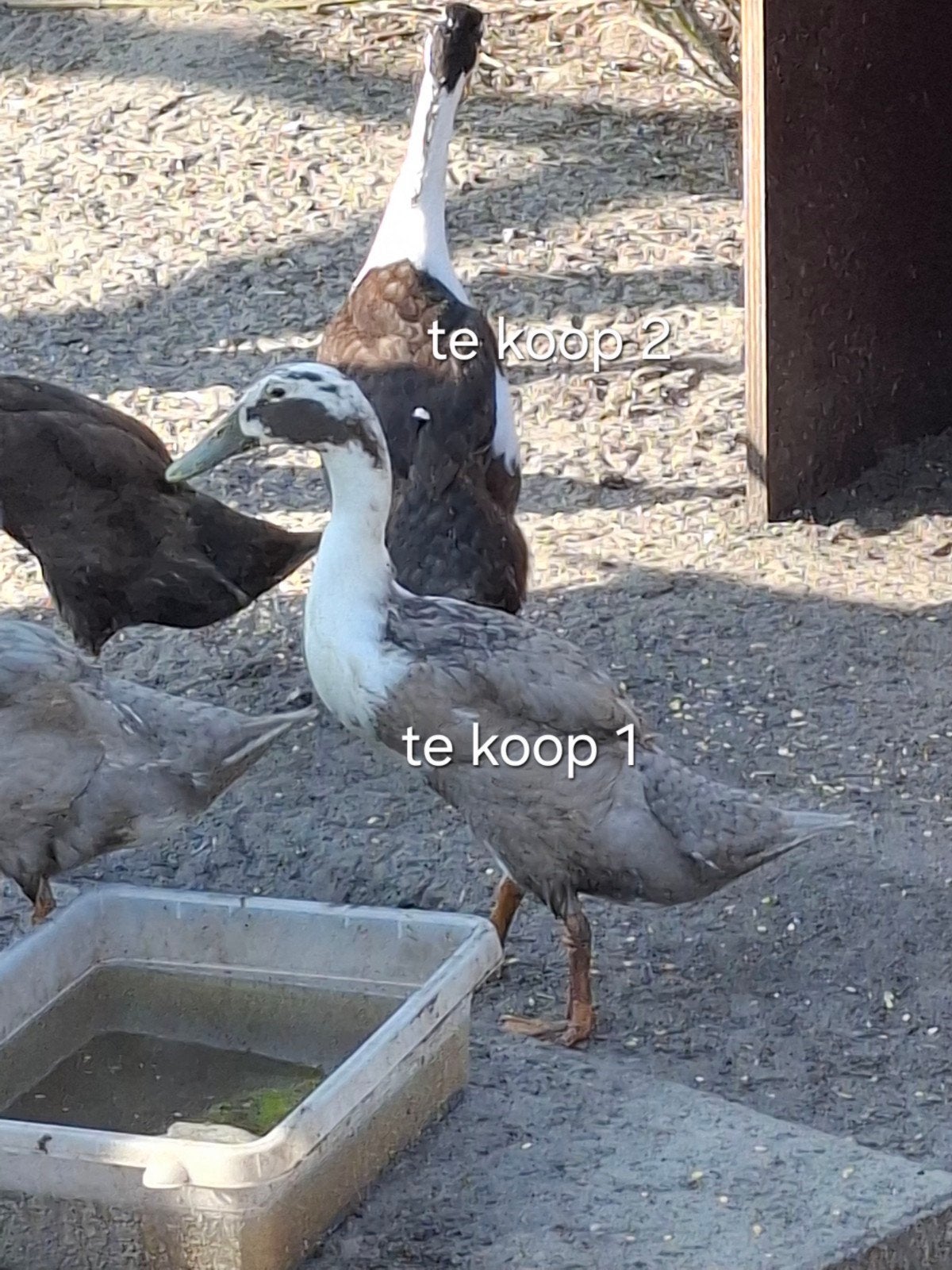 Mooie Indische lopen eenden te koop of ruilen, Dieren en Toebehoren, Meerdere dieren, Eend