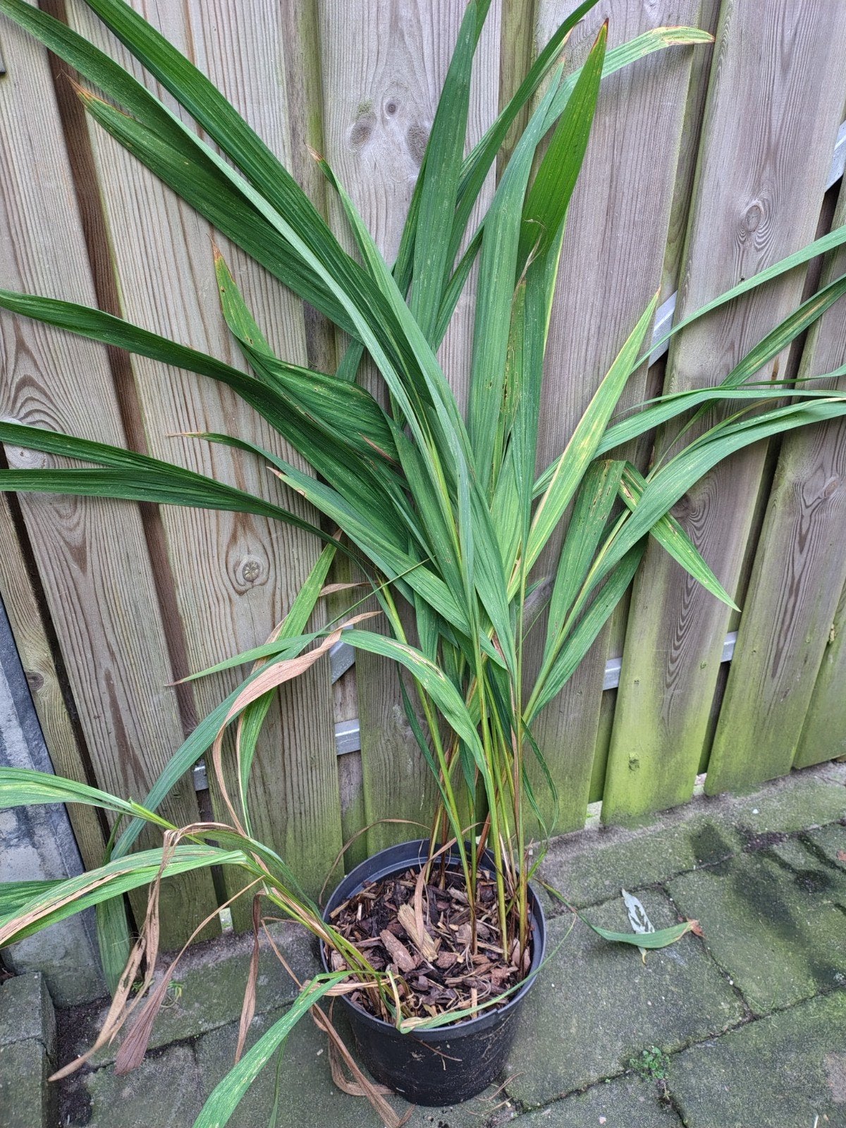 Gratis af te halen: Crocosmia Lucifer, Ophalen, Vaste plant, Overige soorten, Volle zon