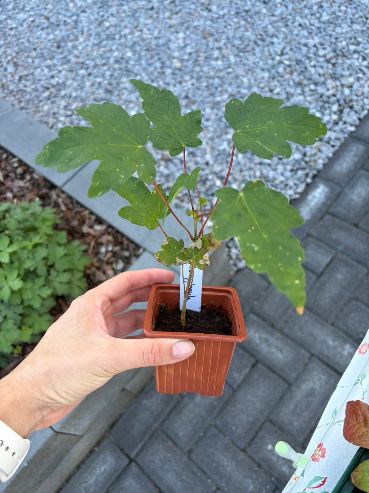 2x haagbeuk - beschikbaar in plantenbieb, Ophalen, Beukenhaag, Haag, Minder dan 100 cm