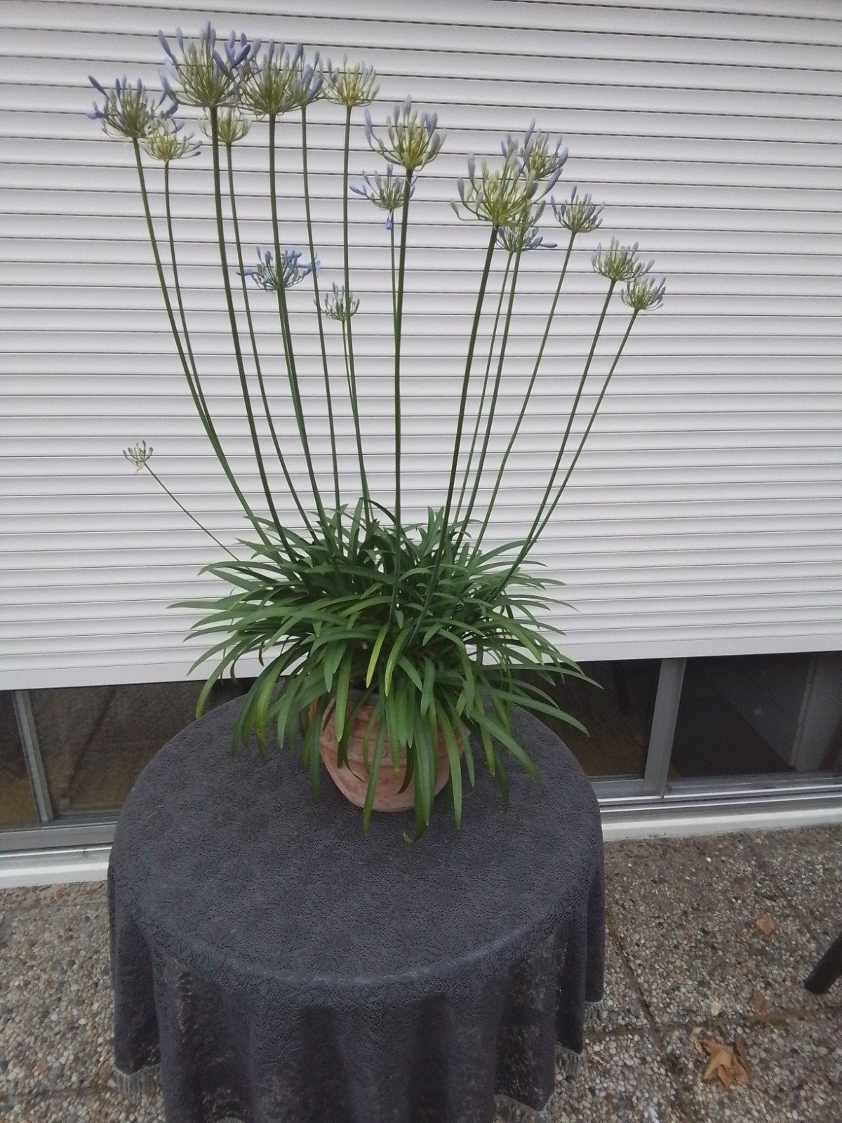 Mooie grote Agapantus kleur lila, Ophalen of Verzenden, Minder dan 100 cm, Overige soorten, Zomer