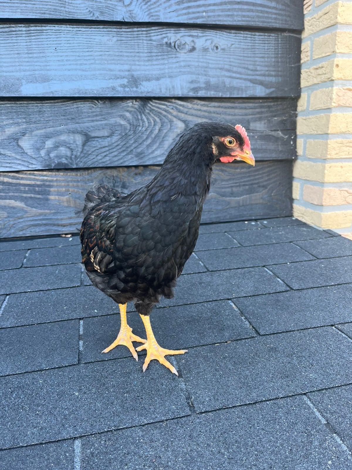 Barnevelder haan dubbelgezoomd, Mannelijk, Kip