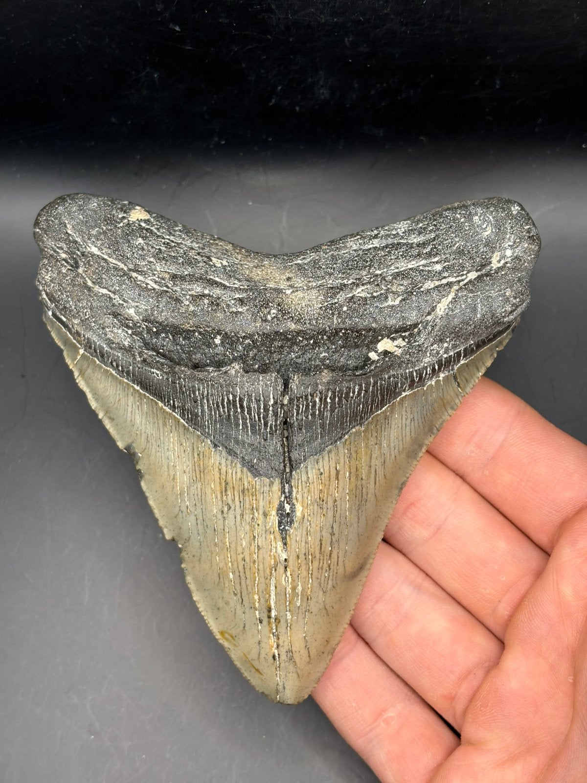 Megalodon haaientand fossiel North Carolina, Verzamelen, Ophalen of Verzenden, Fossiel