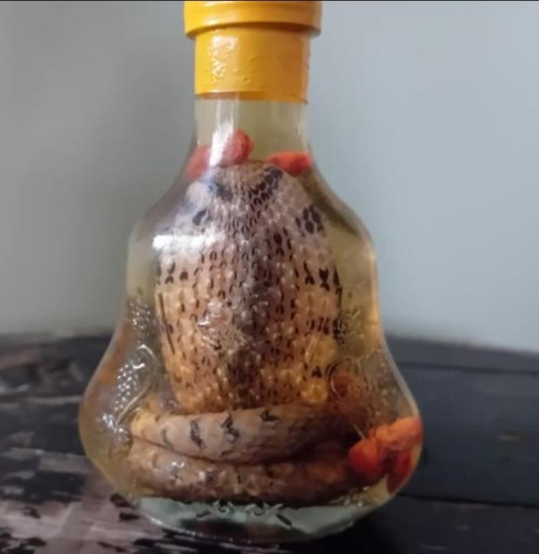 Echte Thaise baby cobra in flesje, Verzamelen, Ophalen of Verzenden, Zo goed als nieuw, Reptiel of Amfibie, Opgezet dier