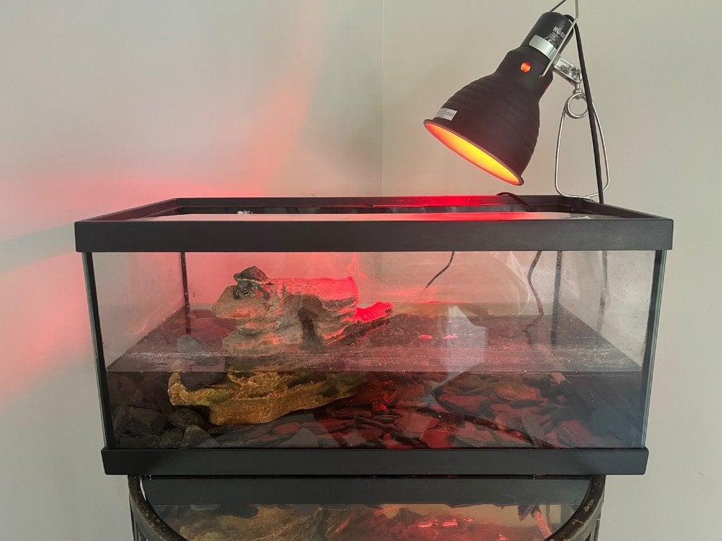 Schildpad met.aquarium, Ophalen of Verzenden, Zo goed als nieuw, Gevuld zeewateraquarium