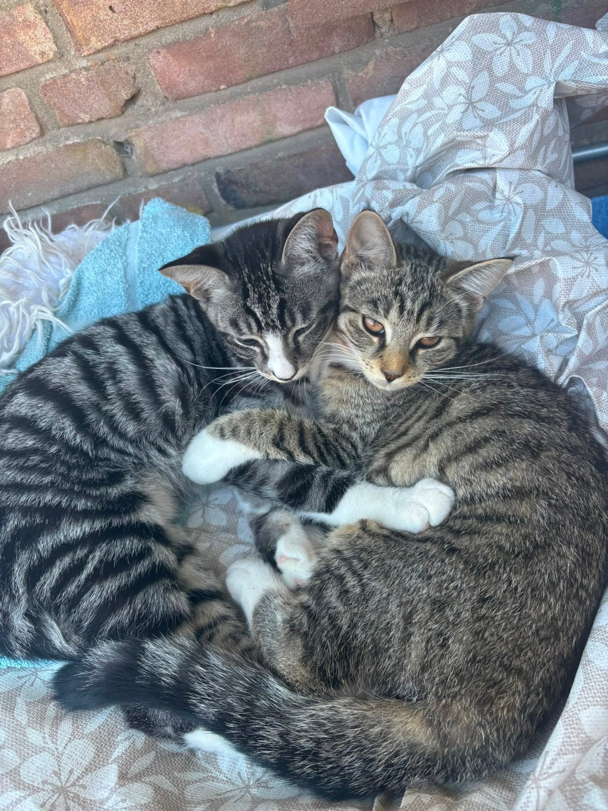 Kitten verkopen, Poes