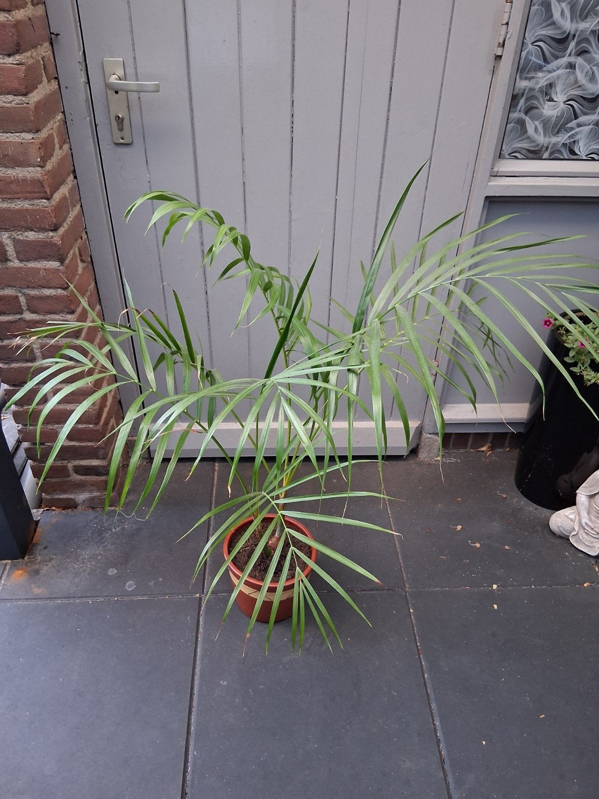 Areca Palm - Ideaal voor binnen, Ophalen
