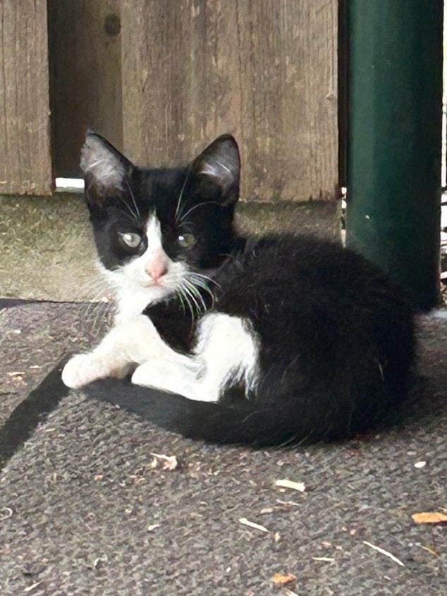 Gratis kittens, Dieren en Toebehoren, Katten en Kittens | Overige Katten, Meerdere dieren