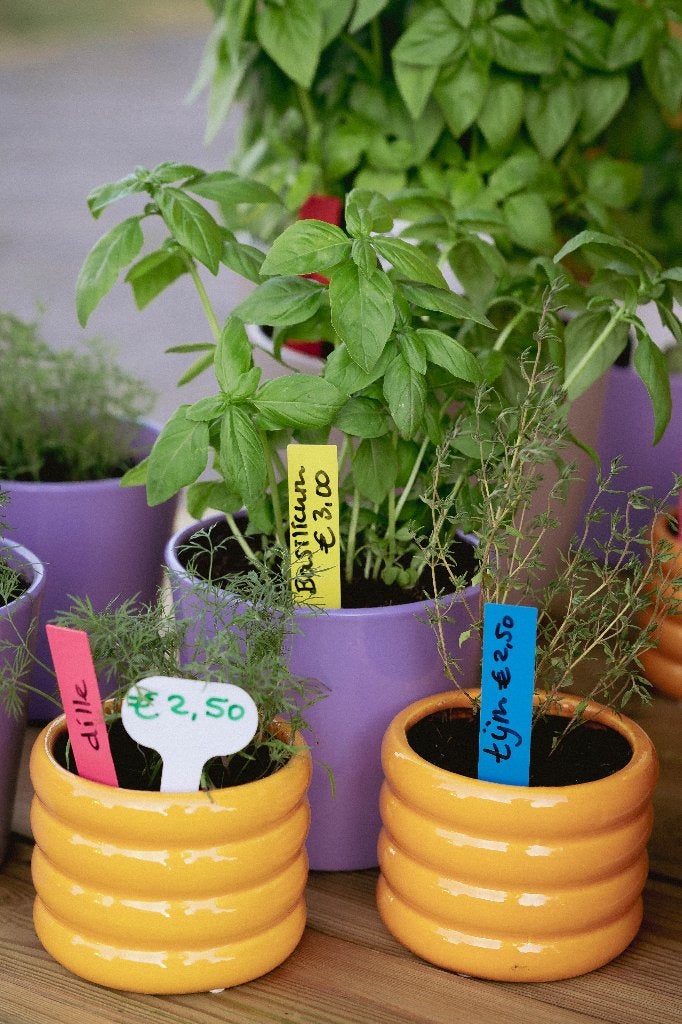 Kruiden planten in mooie potten vanaf €2,50, Ophalen, Kruiden, Volle zon