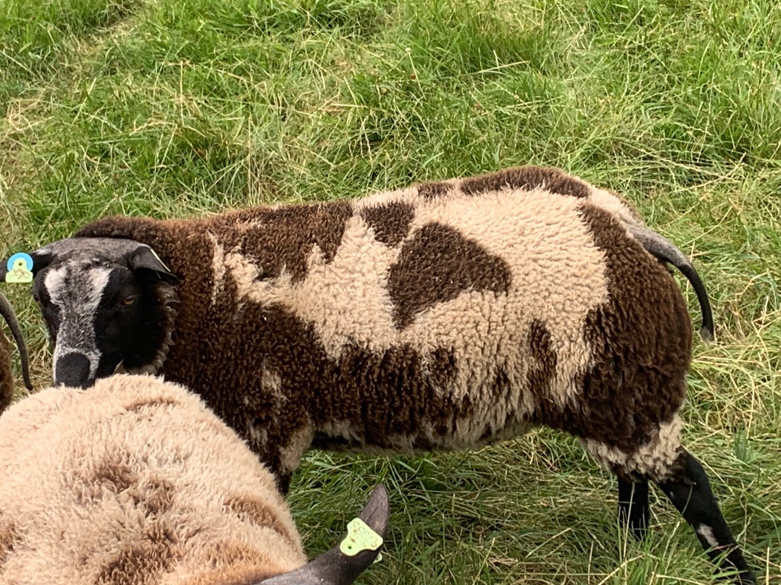 LUXE BONTE DEKRAMMEN MET LENGTE, Mannelijk, Schaap, 0 tot 2 jaar