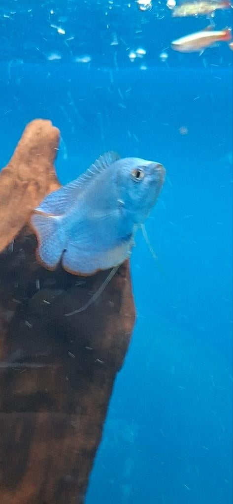 Kobalt goerami trichog lalius  aquarium vissen kopen, Dieren en Toebehoren, Vis
