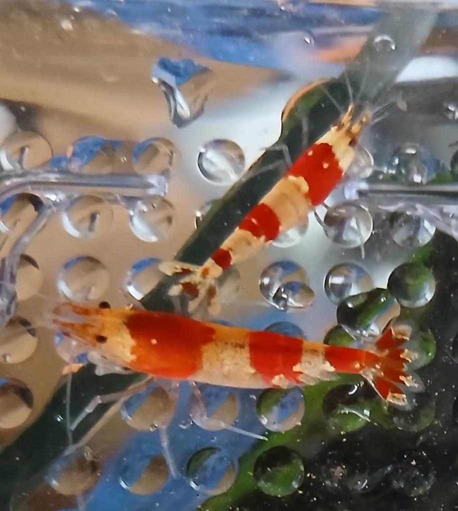 crystal red garnalen, Kreeft, Krab of Garnaal