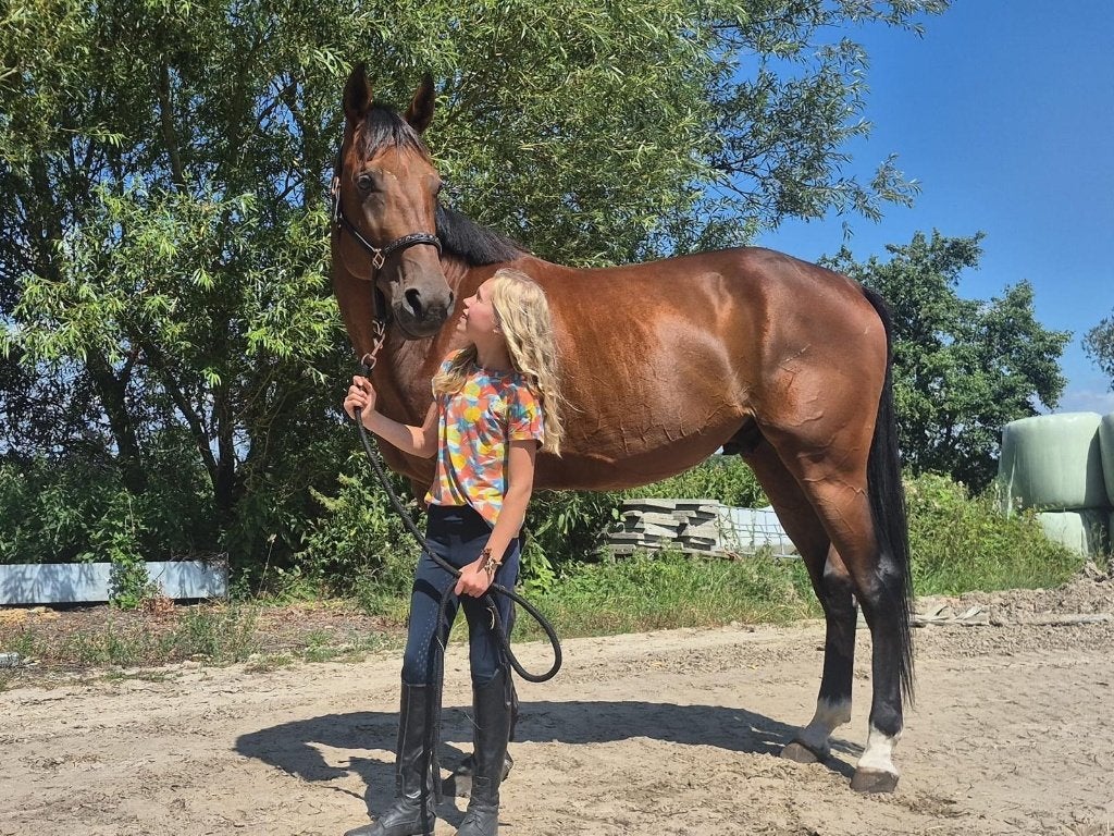 zeer lieve 5 jarige ruin recreatiepaard, Gechipt, Ruin, Niet van toepassing, 3 tot 6 jaar
