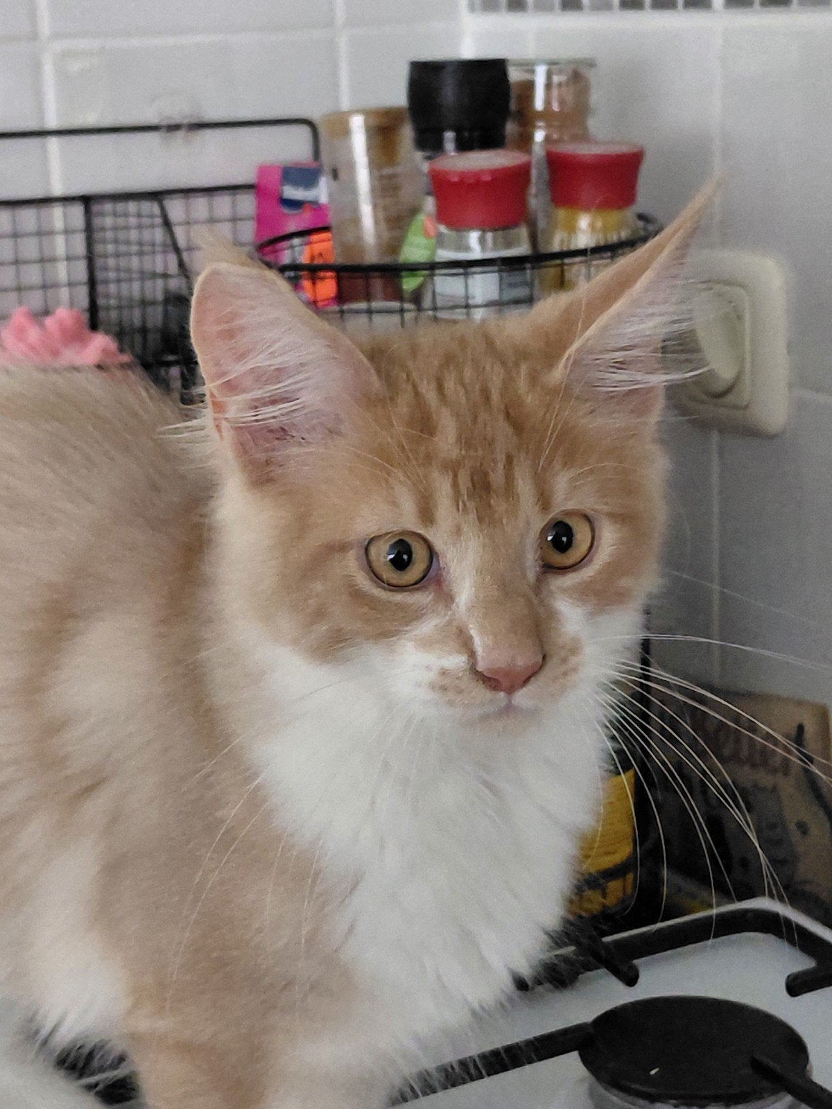 Red Rebel Maine Coon met stamboom, Kater, Langharig, 0 tot 2 jaar