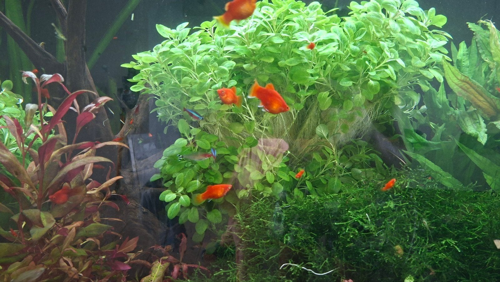 Koraal platy,s, Ophalen, Nieuw