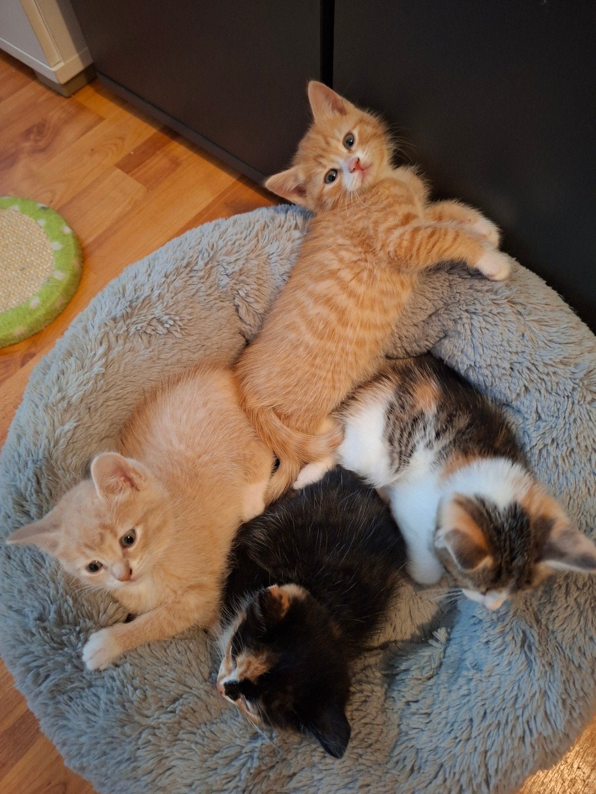 lieve kittens, Meerdere dieren, Kortharig, 0 tot 2 jaar