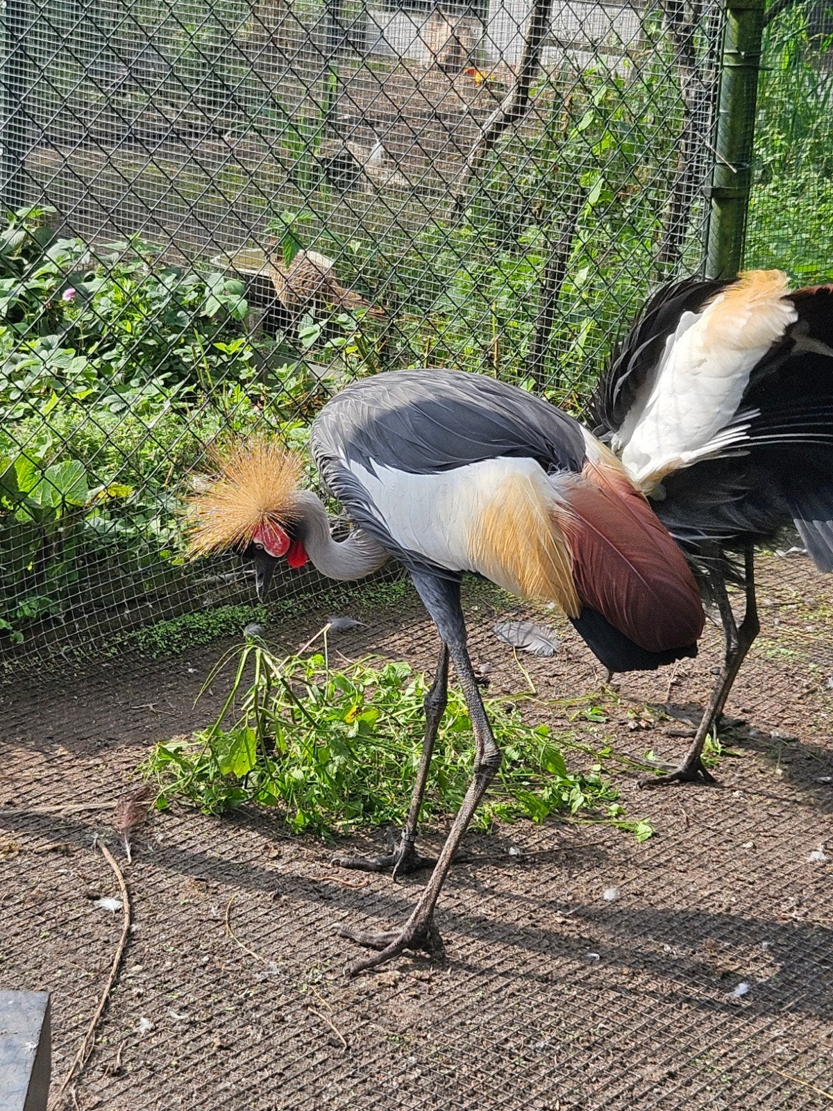 Kroonkraan vogel baby!, Mannelijk