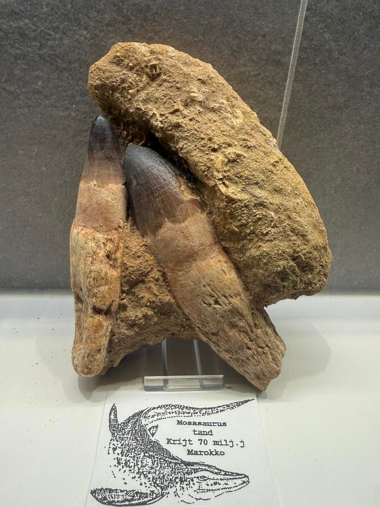 2 volledig gewortelde Mosasaurus tanden op originele matrix, Ophalen of Verzenden, Fossiel