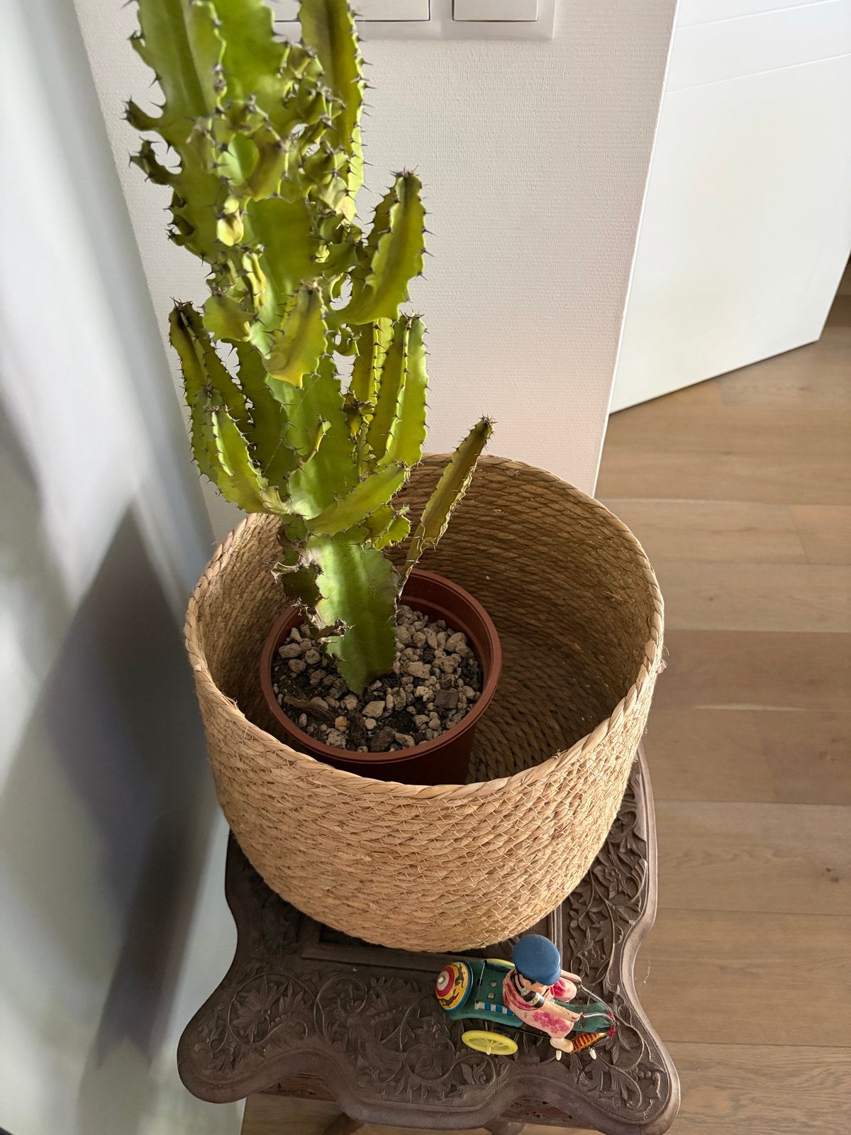 Grote cactus van 80 cm met rieten pot, Huis en Inrichting, Kamerplanten, Ophalen, Minder dan 100 cm, In pot, Cactus
