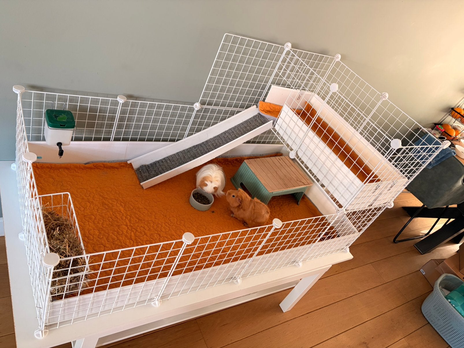 2 mannetjes Cavia’s te koop met kooi en alle toebehoren, Dieren en Toebehoren, Oktober, Mannelijk, Cavia