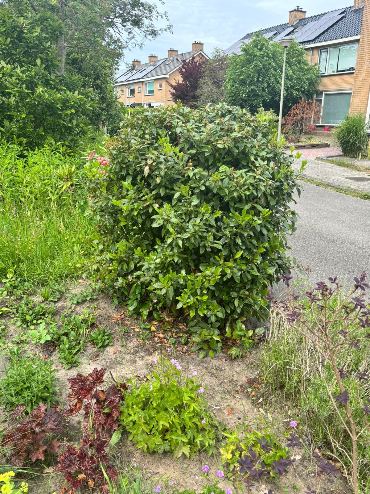 Viburnum Tinus, Tuin en Terras, Ophalen, Winter, Overige soorten, Halfschaduw