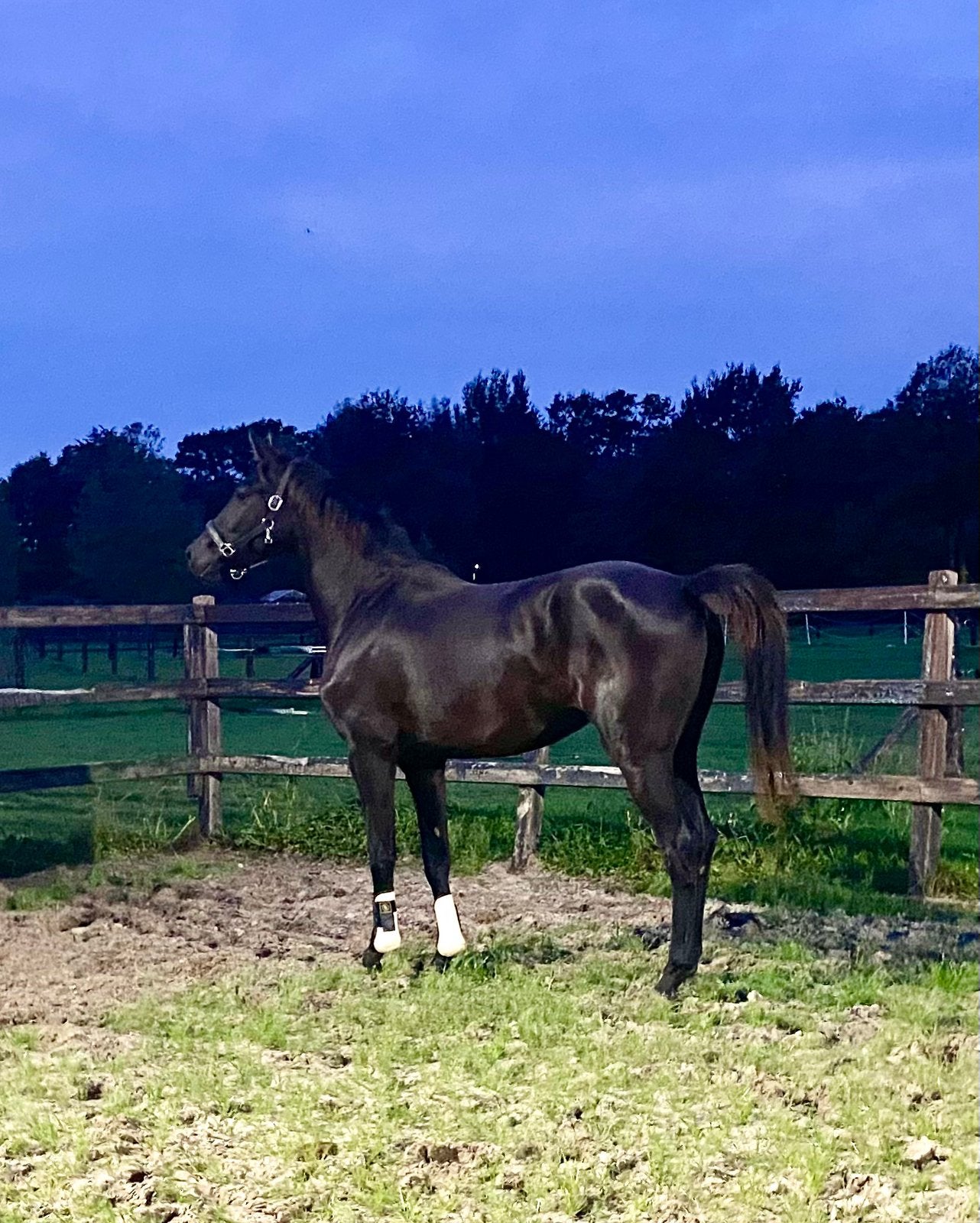 2 lieve jaarlingen en kwaliteitsvolle 2 jarige zwarte merrie, Dieren en Toebehoren, Met stamboom, Niet van toepassing, Dressuurpaard