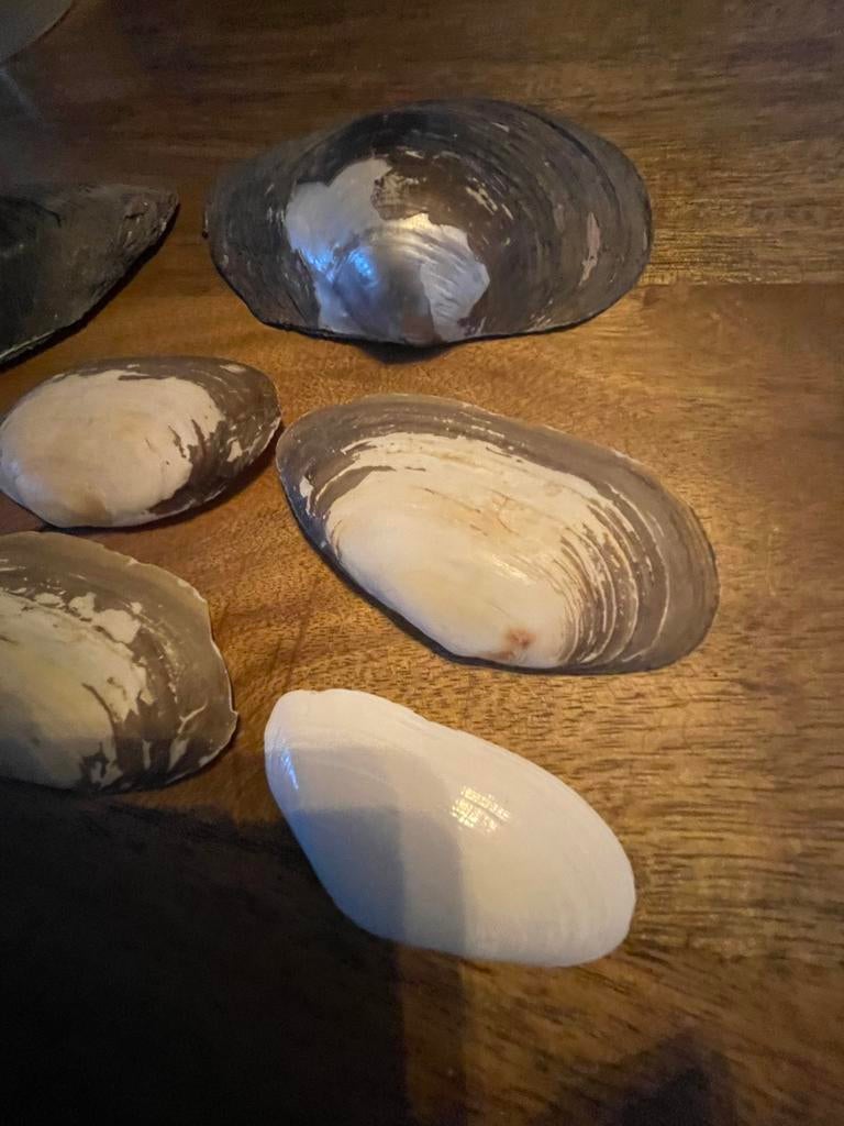 7 mooie Oesters Schelpen, Ophalen of Verzenden, Schelp(en)