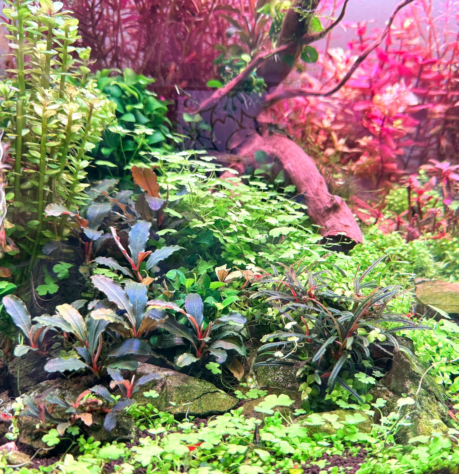 Bucephalandra Kedagang aquariumplant, Dieren en Toebehoren, Vissen | Aquaria en Toebehoren, Ophalen, Nieuw, Plant(en), Steen of Hout
