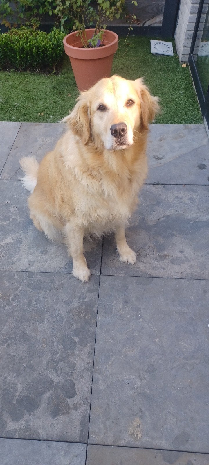 Herplaatsing Goldenretriever Teefje 3 jaar uit Nederland, Golden retriever, Teef, Eén hond, CDV (hondenziekte)