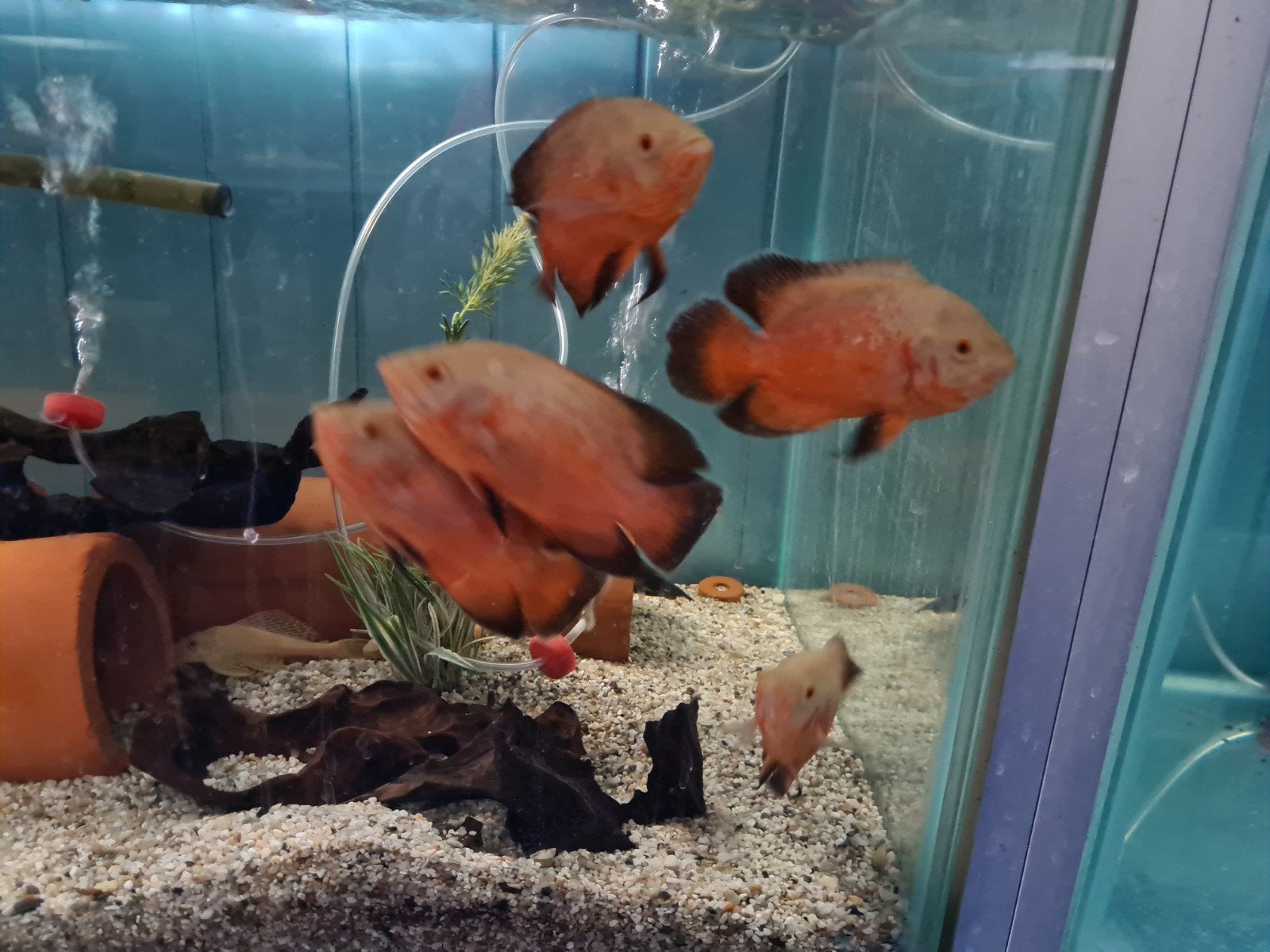 Chili Red Pauwoog Cichliden, Oscars, Vis, Zoetwatervis