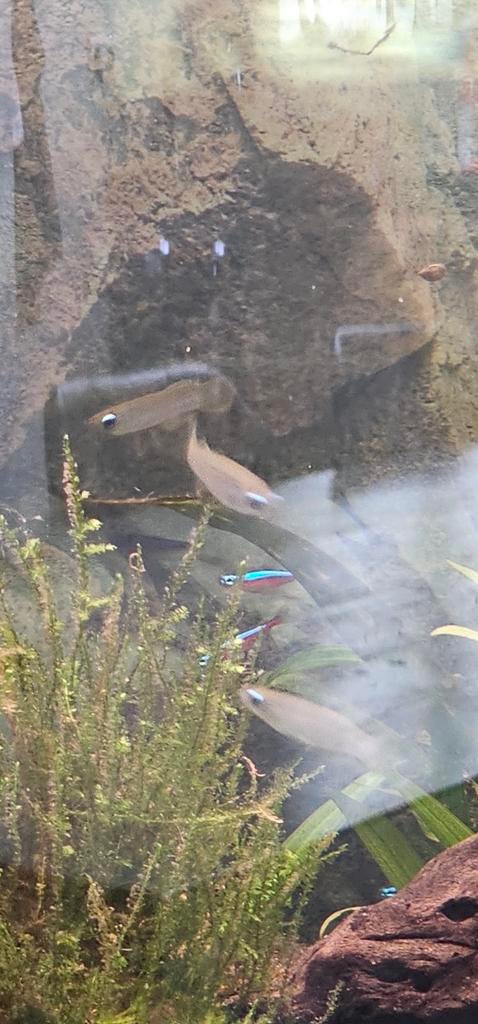 Aquarium vissen, Dieren en Toebehoren, Vissen | Aquaria en Toebehoren, Ophalen of Verzenden, Gevuld zoetwateraquarium