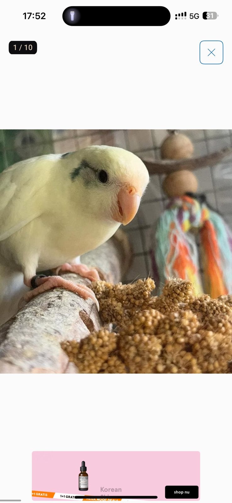 Mooie kakariki’s te koop, Dieren en Toebehoren, Mannelijk, Parkiet