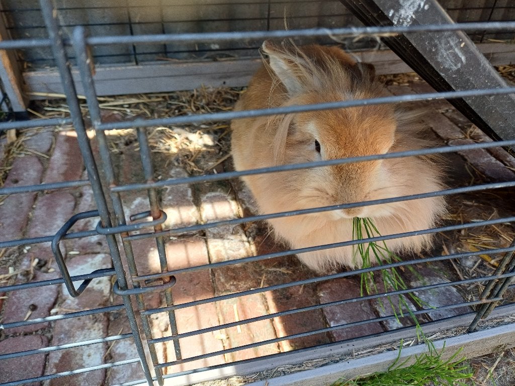 Konijn met hok, Vrouwelijk, Klein, 3 tot 5 jaar