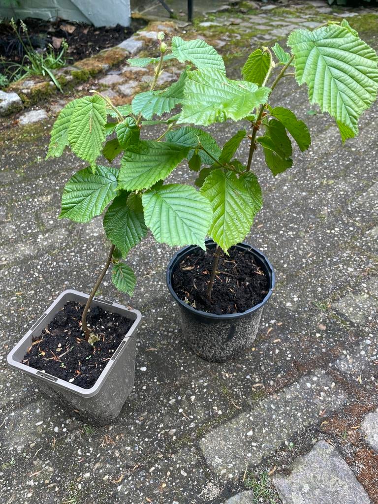 Hazelaar plantjes - Jonge Corylus avellana, Tuin en Terras, Planten | Bomen, Ophalen, Overige soorten, Minder dan 100 cm
