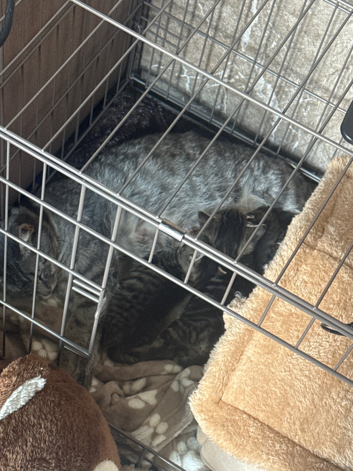 Kittens gevlekt, Dieren en Toebehoren, Meerdere dieren, Kortharig, 0 tot 2 jaar
