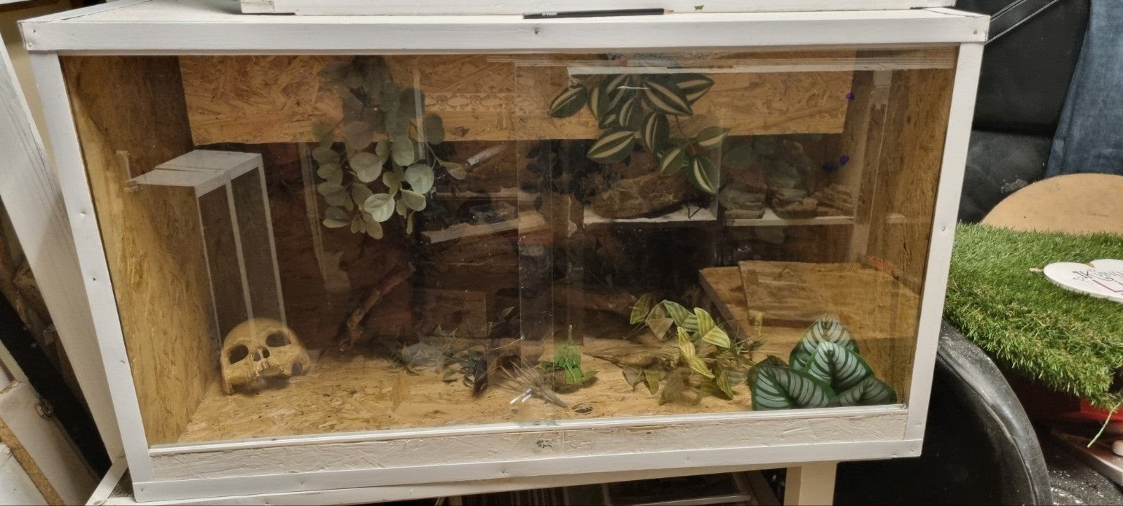 terrarium nieuw, Ophalen of Verzenden