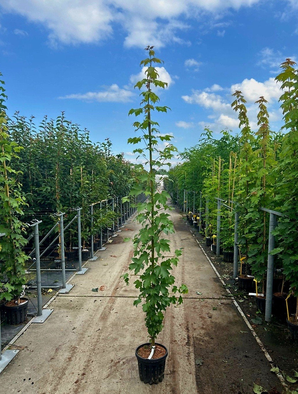 Acer rubrum 'October Glory'️🌿 rode esdoorn 🍁, Tuin en Terras, Ophalen, Bloeit niet, Halfschaduw, Overige soorten