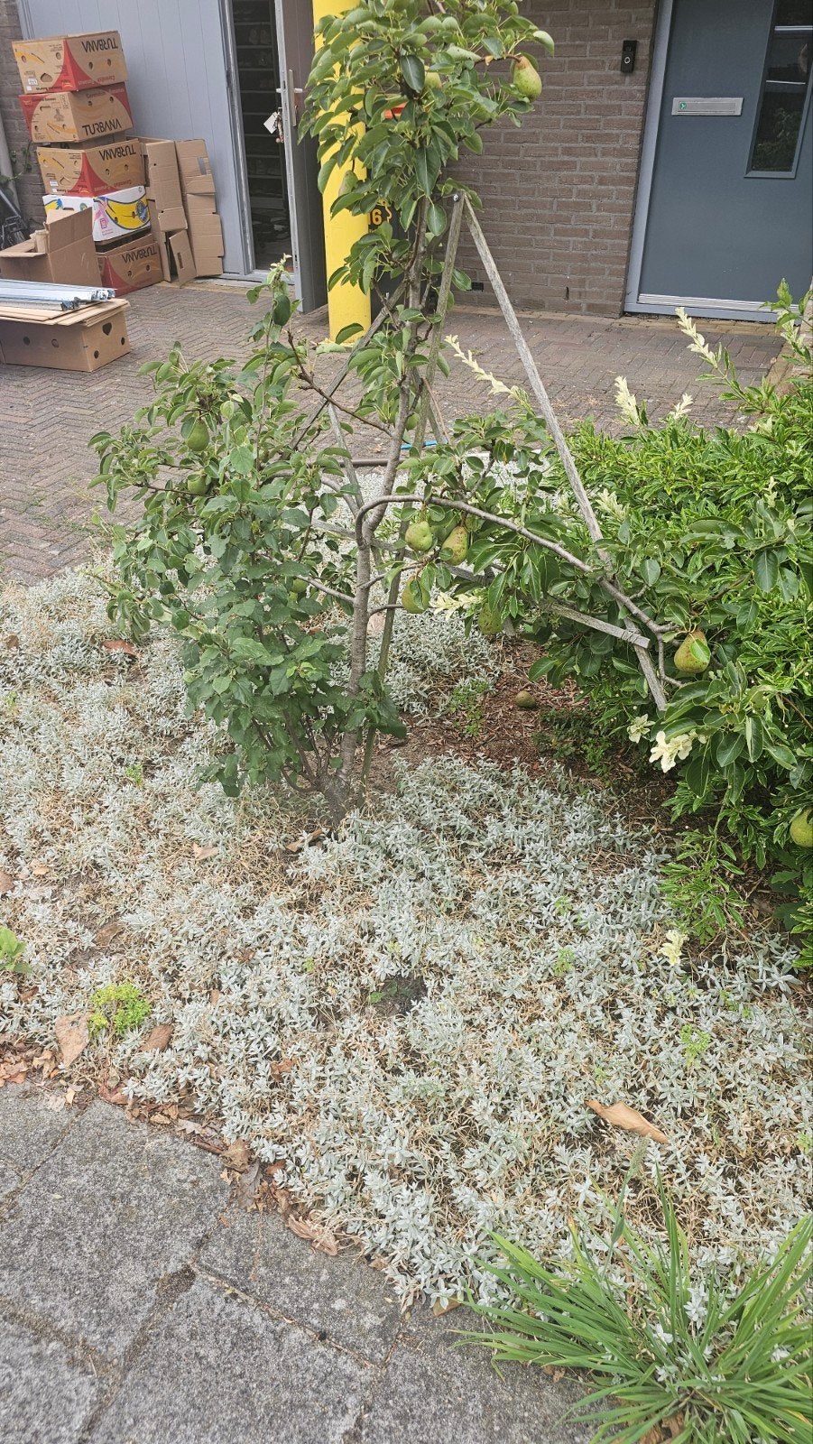 Gratis perenboom en beester, Tuin en Terras, Ophalen, Minder dan 100 cm, Overige soorten