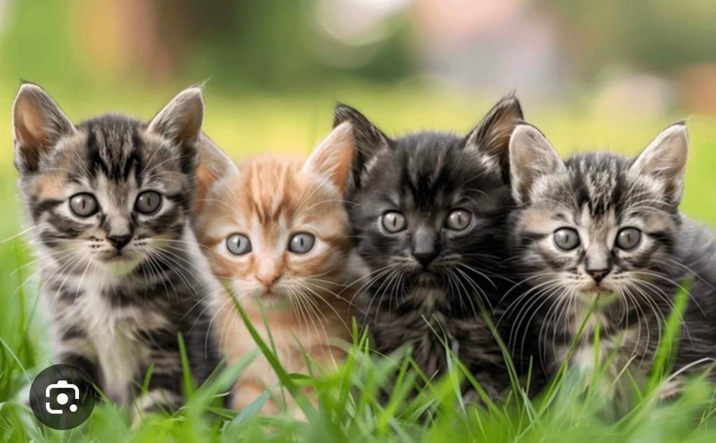 Kitten gezocht lees beschrijving!, Meerdere dieren
