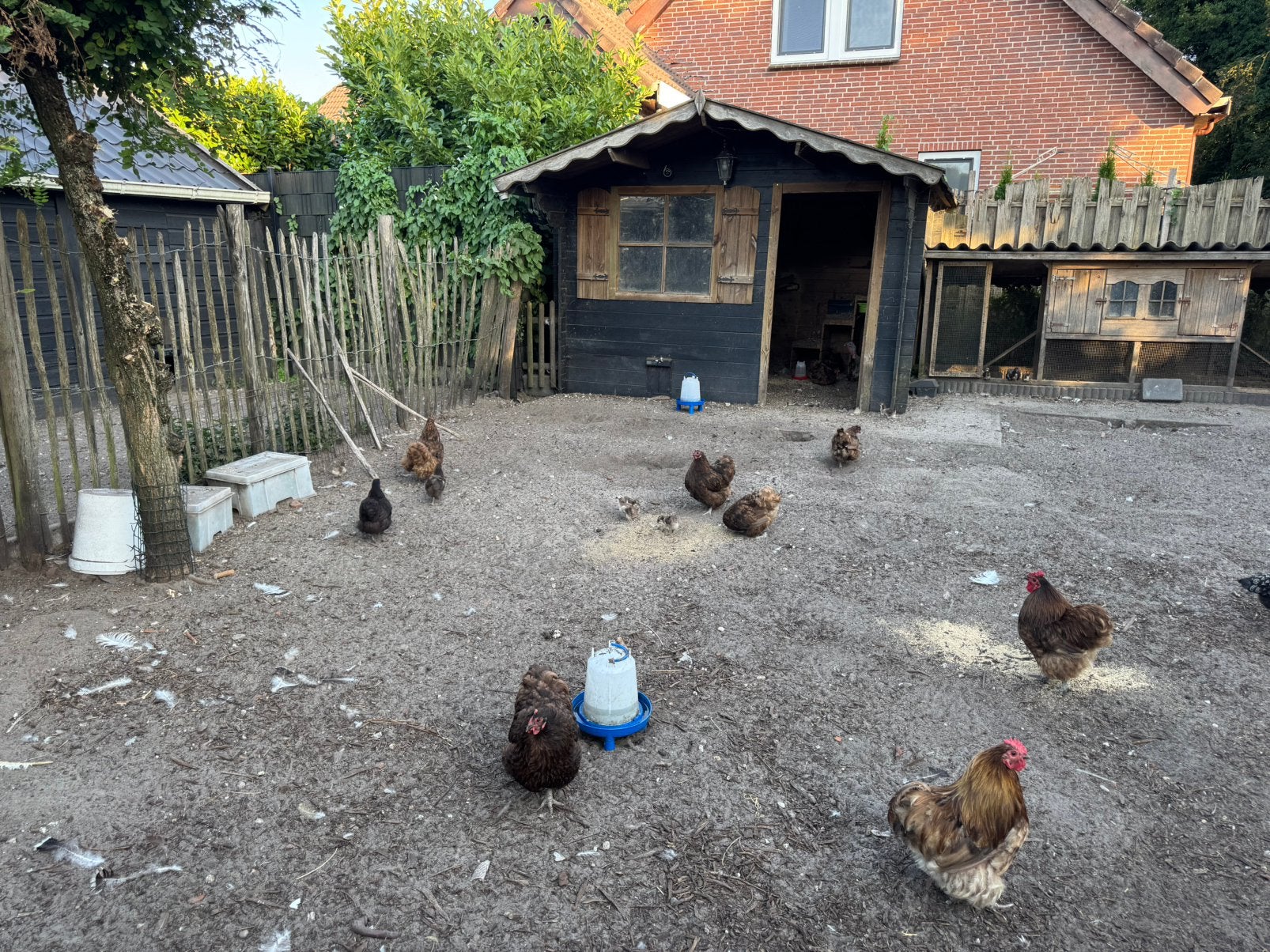 Orpington choclate krielen en kuikens, Meerdere dieren, Kip