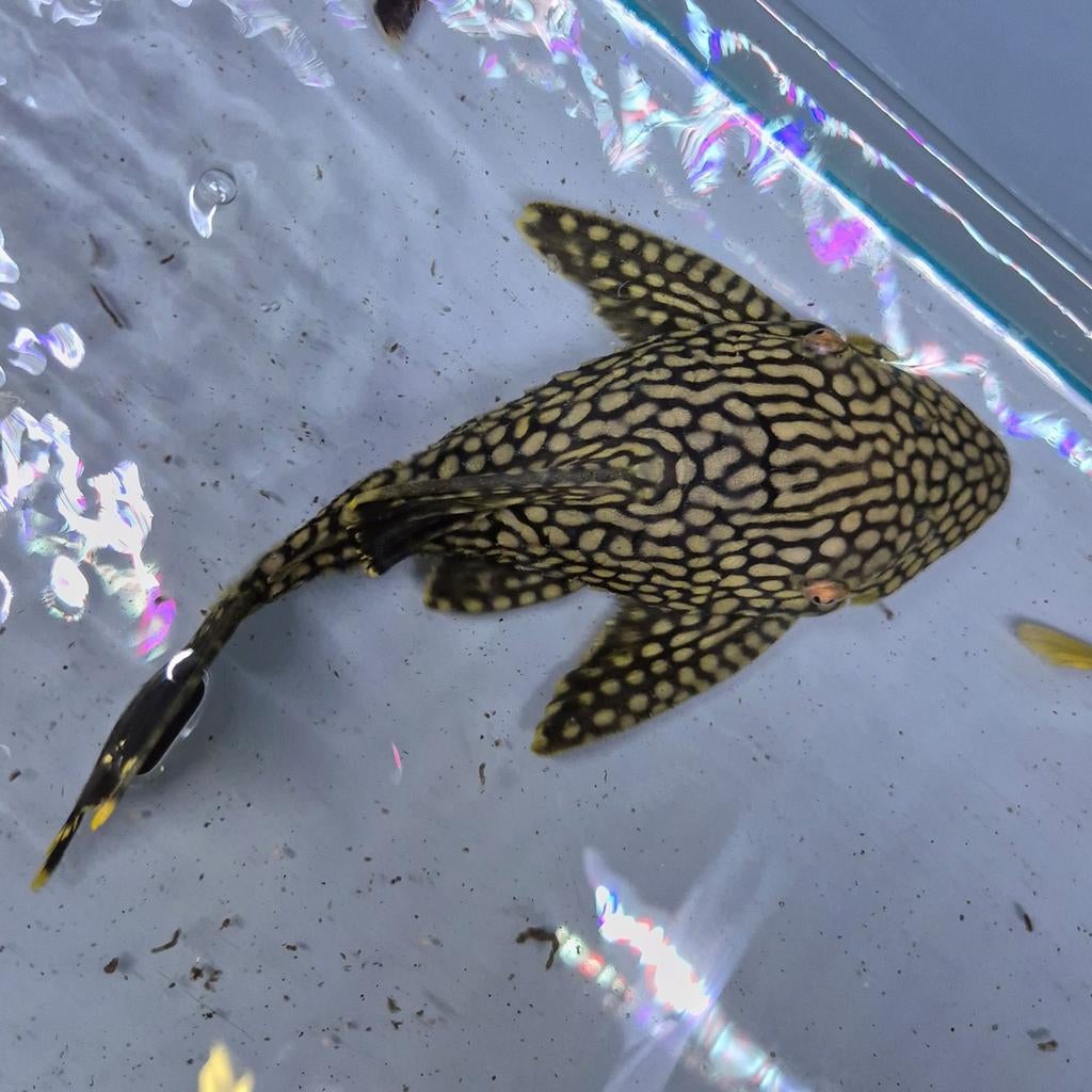 L330 full spotted panaque, Dieren en Toebehoren, Vissen | Aquariumvissen, Zoetwatervis, Vis