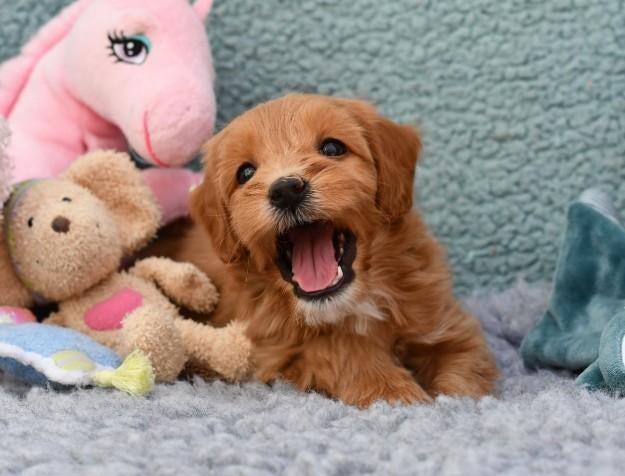 PURE LIEFDE OP POOTJES labradoodle s  anti allergisch, Parvo, Overige rassen, 8 tot 15 weken, Meerdere