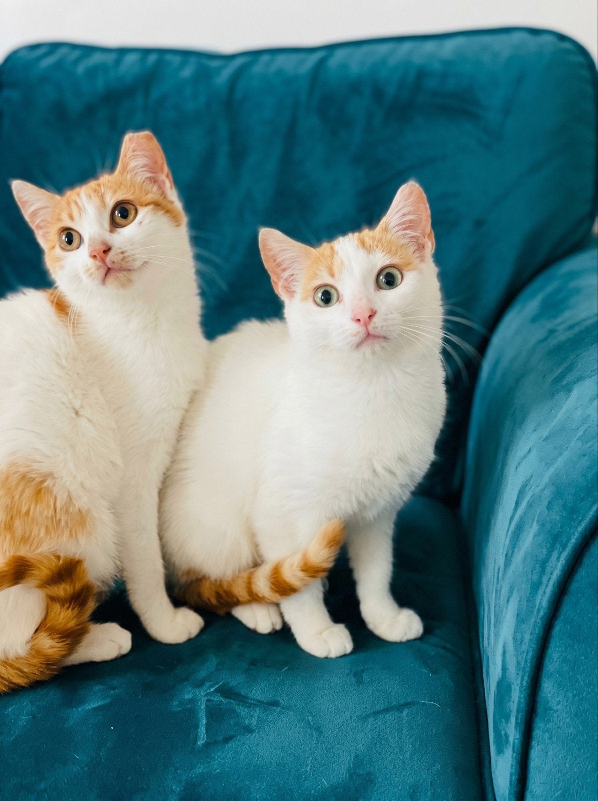 2 lieve zusjes 6 mnd | gesteriliseerd/geënt/gechipt, Dieren en Toebehoren, Katten en Kittens | Overige Katten, Meerdere dieren