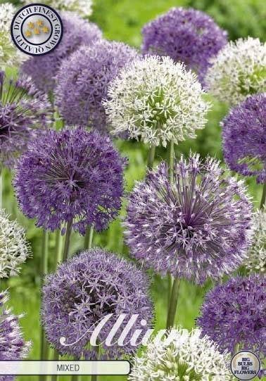 Allium Bloembollen Mix - Paars en Wit, Ophalen of Verzenden, Najaar, Volle zon, Bloembol