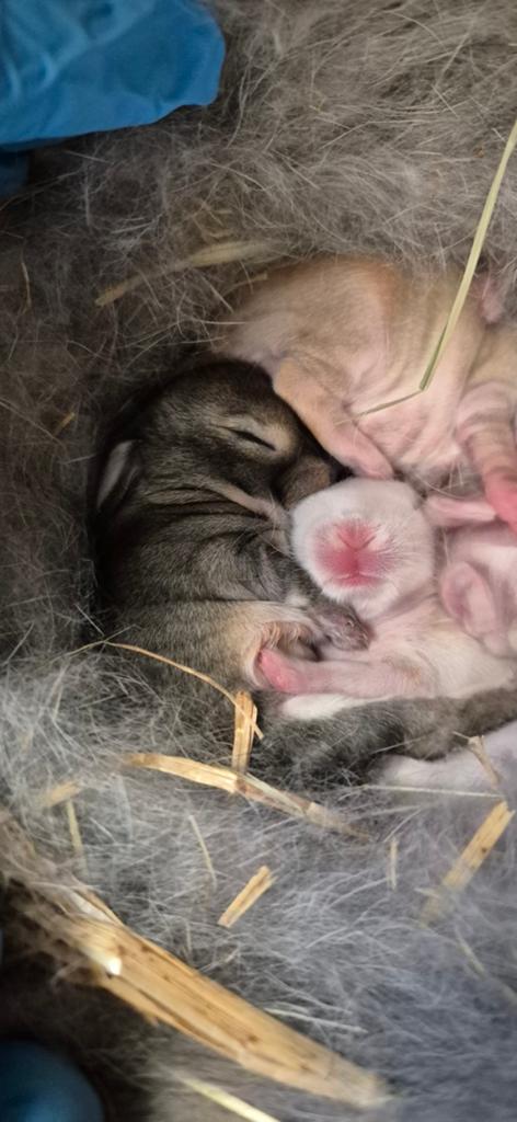Baby konijntjes, Meerdere dieren, Dwerg, Hangoor, 0 tot 2 jaar