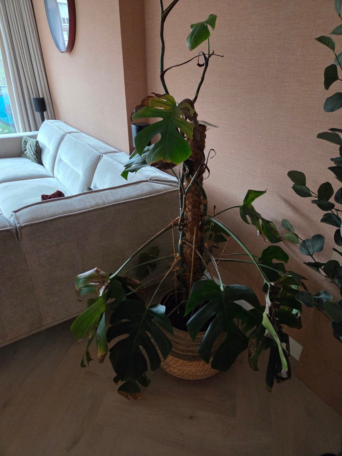 Grote Monstera Deliciosa Kamerplant met Mosstok, Overige soorten, In pot, 150 tot 200 cm, Groene kamerplant
