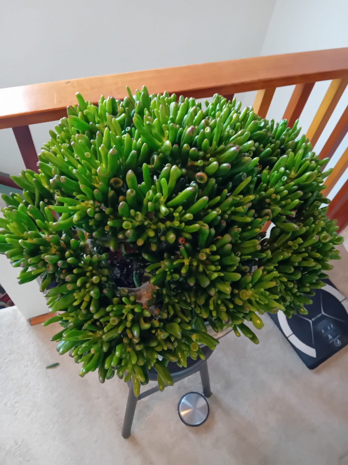 Grote en volle Crassula Ovata 'Gollum' - Vingers van Shrek, Ophalen of Verzenden